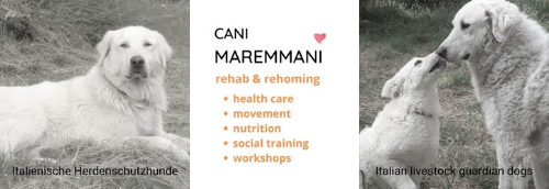 Cani Maremmani - italienische Herdenschutzhunde